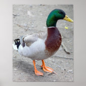 Mallard Duck Photo Poster (Voorkant)