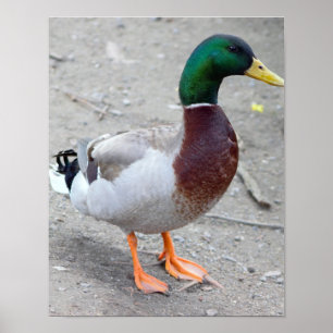 Mallard Duck Photo Poster