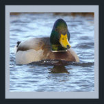 Mallard Duck Photo Poster<br><div class="desc">Mallard Duck Photo Poster</div>