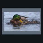 Mallard Duck Photo Poster<br><div class="desc">Mallard Duck Photo Poster</div>