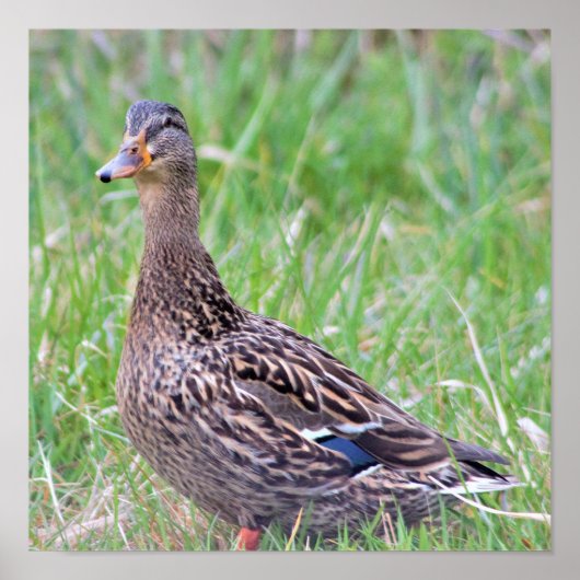 Mallard Duck Photo Poster (Voorkant)