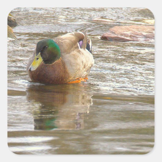 Mallard Duck Photo Stickers (Voorkant)
