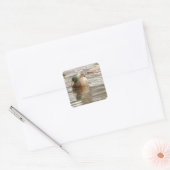 Mallard Duck Photo Stickers (Envelop)