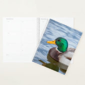 Mallard Duck Planner (Display)
