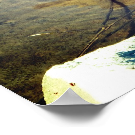 Mallard Duck Poster (Hoek)