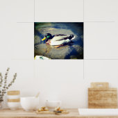 Mallard Duck Poster (Keuken)