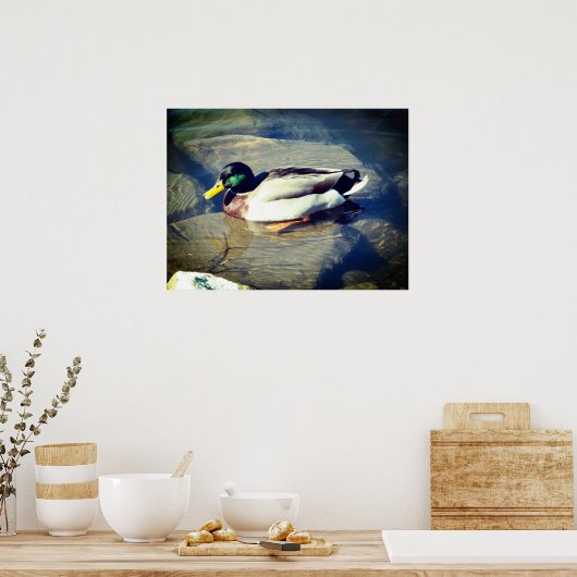 Mallard Duck Poster (Keuken)