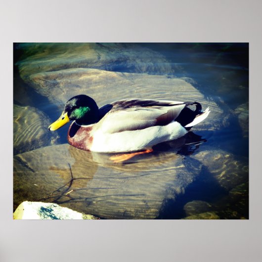 Mallard Duck Poster (Voorkant)