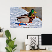 Mallard Duck Poster (Thuiskantoor)