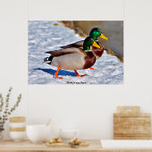 Mallard Duck Poster (Keuken)