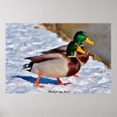 Mallard Duck Poster (Voorkant)