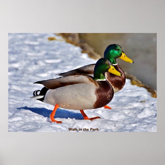 Mallard Duck Poster (Voorkant)