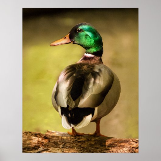 Mallard Duck Poster (Voorkant)