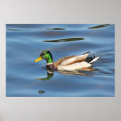 Mallard Duck Poster (Voorkant)