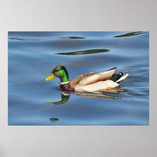 Mallard Duck Poster (Voorkant)