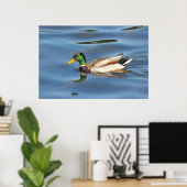 Mallard Duck Poster (Thuiskantoor)