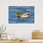 Mallard Duck Poster (Keuken)