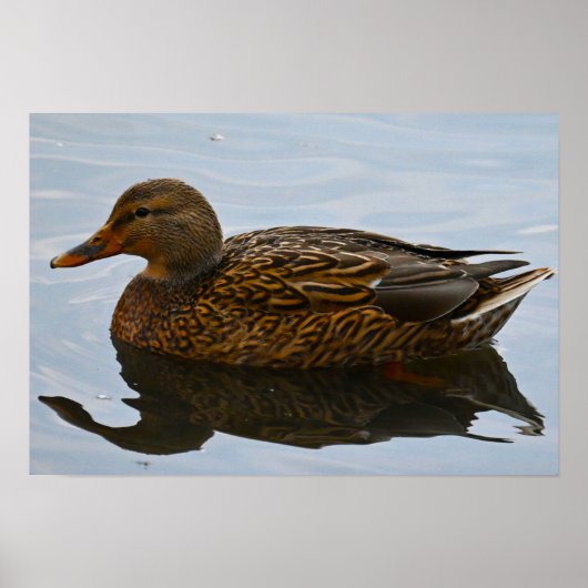 Mallard Duck Poster (Voorkant)