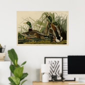 Mallard Duck Poster (Thuiskantoor)