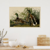 Mallard Duck Poster (Keuken)