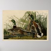 Mallard Duck Poster (Voorkant)