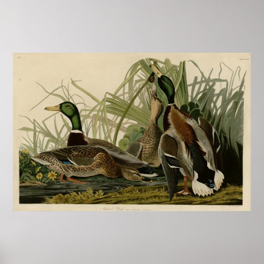 Mallard Duck Poster (Voorkant)