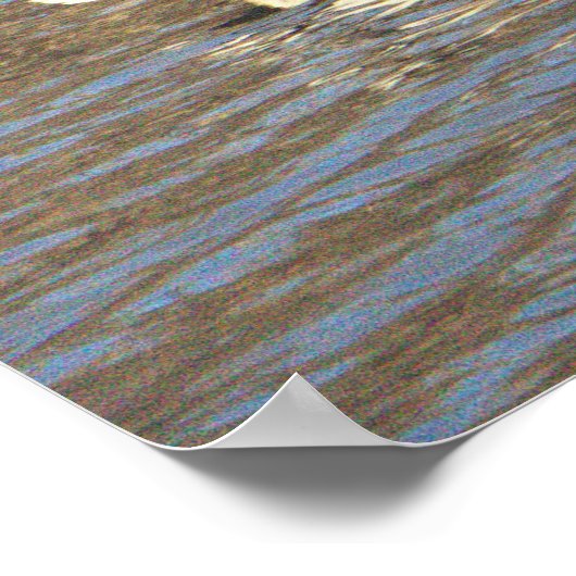 Mallard Duck Poster (Hoek)