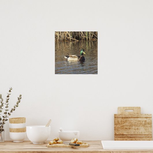 Mallard Duck Poster (Keuken)
