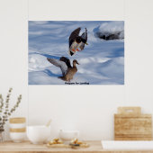 Mallard Duck Poster (Keuken)
