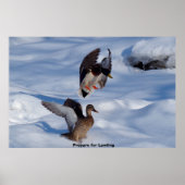 Mallard Duck Poster (Voorkant)