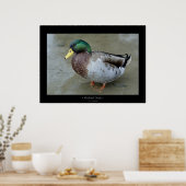 Mallard Duck Poster (Keuken)