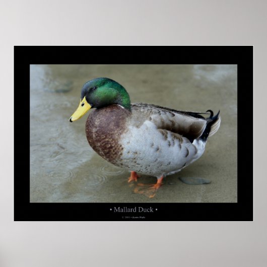 Mallard Duck Poster (Voorkant)