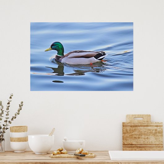 Mallard Duck Poster (Keuken)