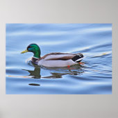 Mallard Duck Poster (Voorkant)