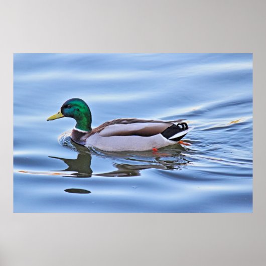 Mallard Duck Poster (Voorkant)