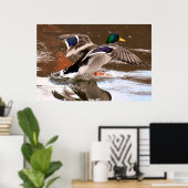 Mallard Duck Poster (Thuiskantoor)