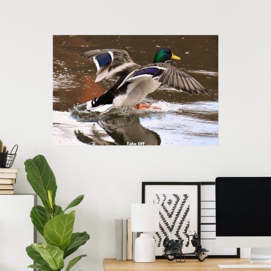 Mallard Duck Poster (Thuiskantoor)