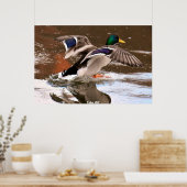 Mallard Duck Poster (Keuken)