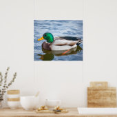 Mallard Duck Poster (Keuken)