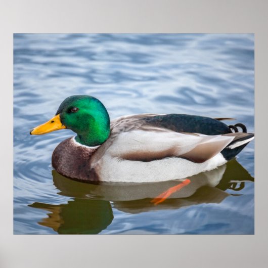Mallard Duck Poster (Voorkant)