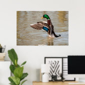 Mallard Duck Poster (Thuiskantoor)
