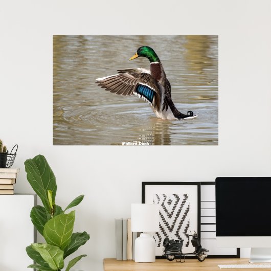 Mallard Duck Poster (Thuiskantoor)