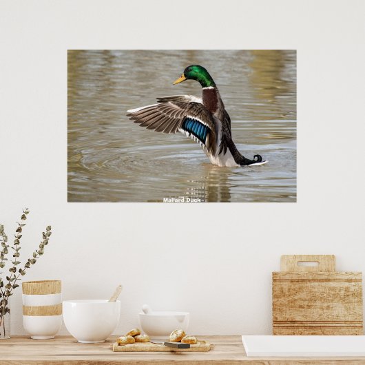 Mallard Duck Poster (Keuken)