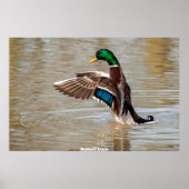 Mallard Duck Poster (Voorkant)