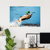 Mallard Duck Poster (Thuiskantoor)