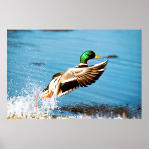 Mallard Duck Poster