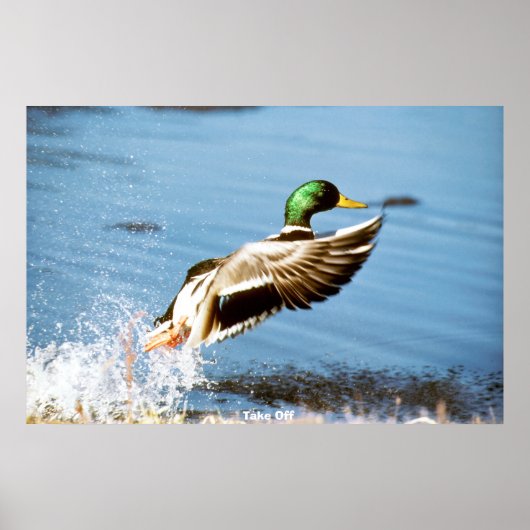 Mallard Duck Poster (Voorkant)