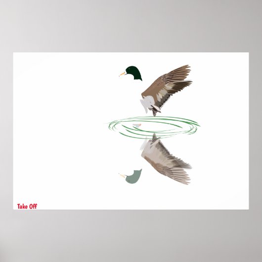 Mallard Duck Poster (Voorkant)