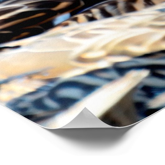 Mallard Duck Poster (Hoek)