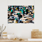Mallard Duck Poster (Keuken)